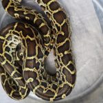 Upaya Selundupkan 90 Ular Di Gagalkan, Turis Rusia Di Amankan