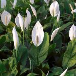 Bawa Energi Baik Ke Rumah Dengan Tanaman Hias