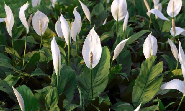 Bawa Energi Baik Ke Rumah Dengan Tanaman Hias