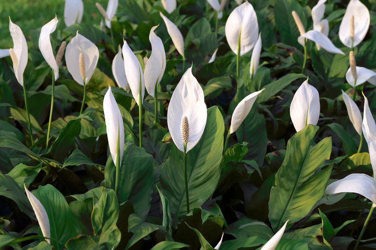 Bawa Energi Baik Ke Rumah Dengan Tanaman Hias