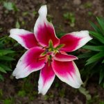 Bunga Lily Simbol Kesucian, Benarkah Bisa Menarik Energi Positif?