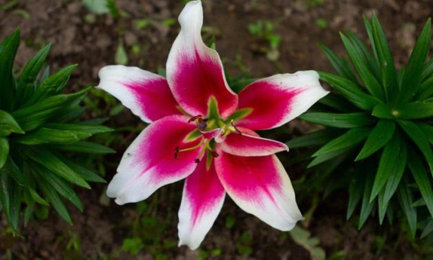 Bunga Lily Simbol Kesucian, Benarkah Bisa Menarik Energi Positif?